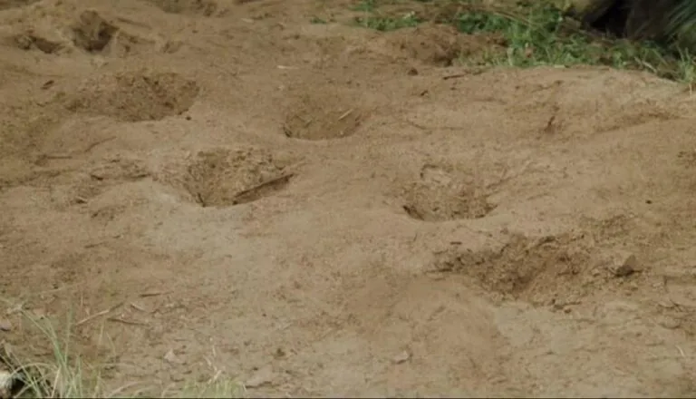 Картинка к «Кровавый алмаз»